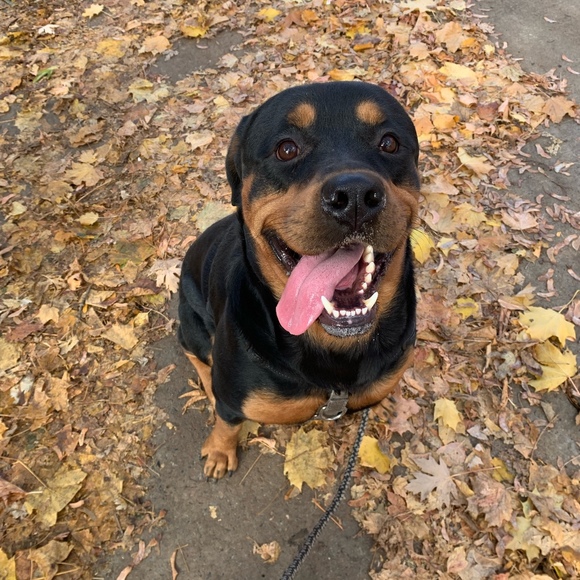 Meet your Posher, Momo - Picture 1 of 1